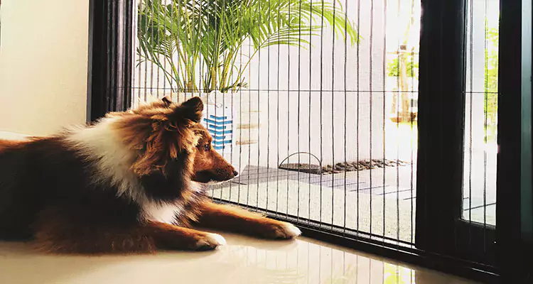 Sliding Screen Pet Door Repair in Jupiter, FL
