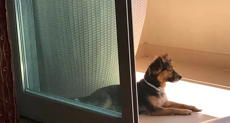 French Door Pet Screen Repair in Jupiter, FL